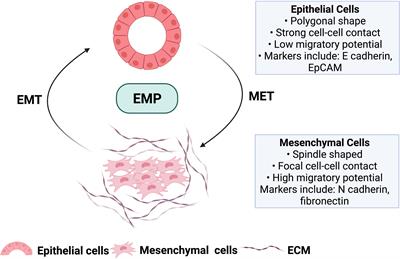 Emerging Role of CREB in Epithelial to Mesenchymal Plasticity of Pancreatic Cancer